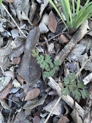 Chaerophyllum tainturieri