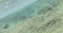 Abudefduf concolor
