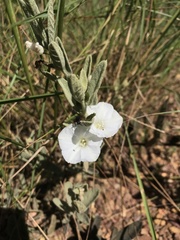 Distimake tomentosus