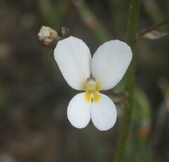 Stylidium piliferum