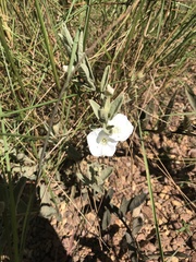 Distimake tomentosus