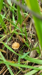 Collybiopsis quercophila