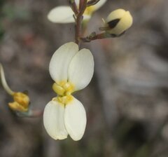 Stylidium piliferum