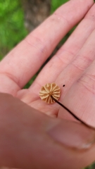 Collybiopsis quercophila