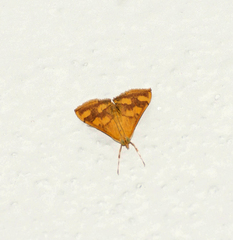 Pyrausta phoenicealis