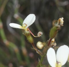 Stylidium piliferum