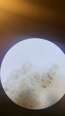 Collybiopsis quercophila