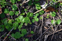 Hydrocotyle umbellata