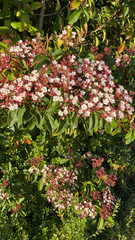 Viburnum tinus