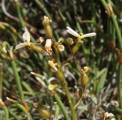 Stylidium piliferum