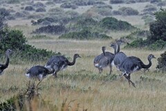 Rhea pennata