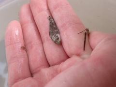Menticirrhus saxatilis