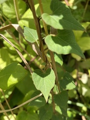 Calystegia tuguriorum