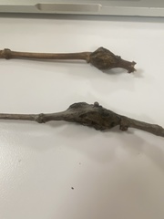 Amphicerus bicaudatus