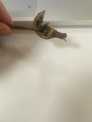 Amphicerus bicaudatus