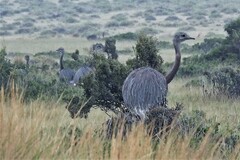 Rhea pennata