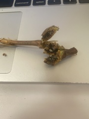 Amphicerus bicaudatus