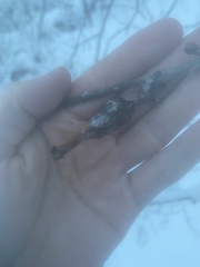 Amphicerus bicaudatus