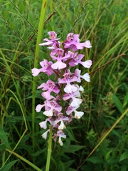 Platanthera peramoena