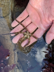 Ophioderma panamense