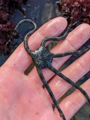 Ophioderma panamense