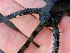 Ophioderma panamense