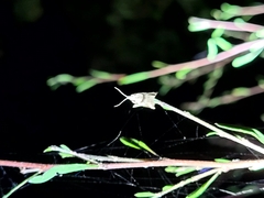 Harmologa amplexana