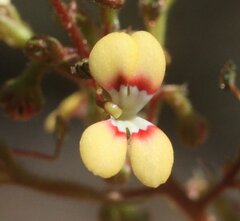 Stylidium dichotomum