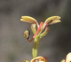 Stylidium dichotomum