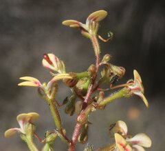 Stylidium dichotomum