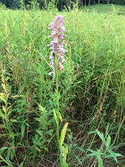Platanthera peramoena