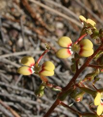 Stylidium dichotomum