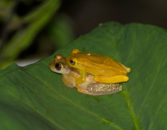 Dendropsophus elegans