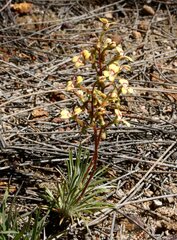 Stylidium dichotomum
