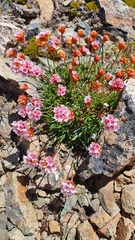 Armeria curvifolia