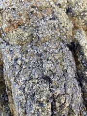 Amphibalanus amphitrite