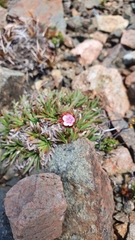 Armeria curvifolia