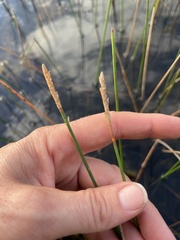 Eleocharis cellulosa
