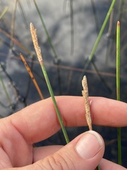 Eleocharis cellulosa