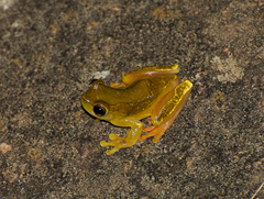 Dendropsophus elegans