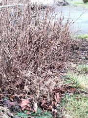 Poecile atricapillus