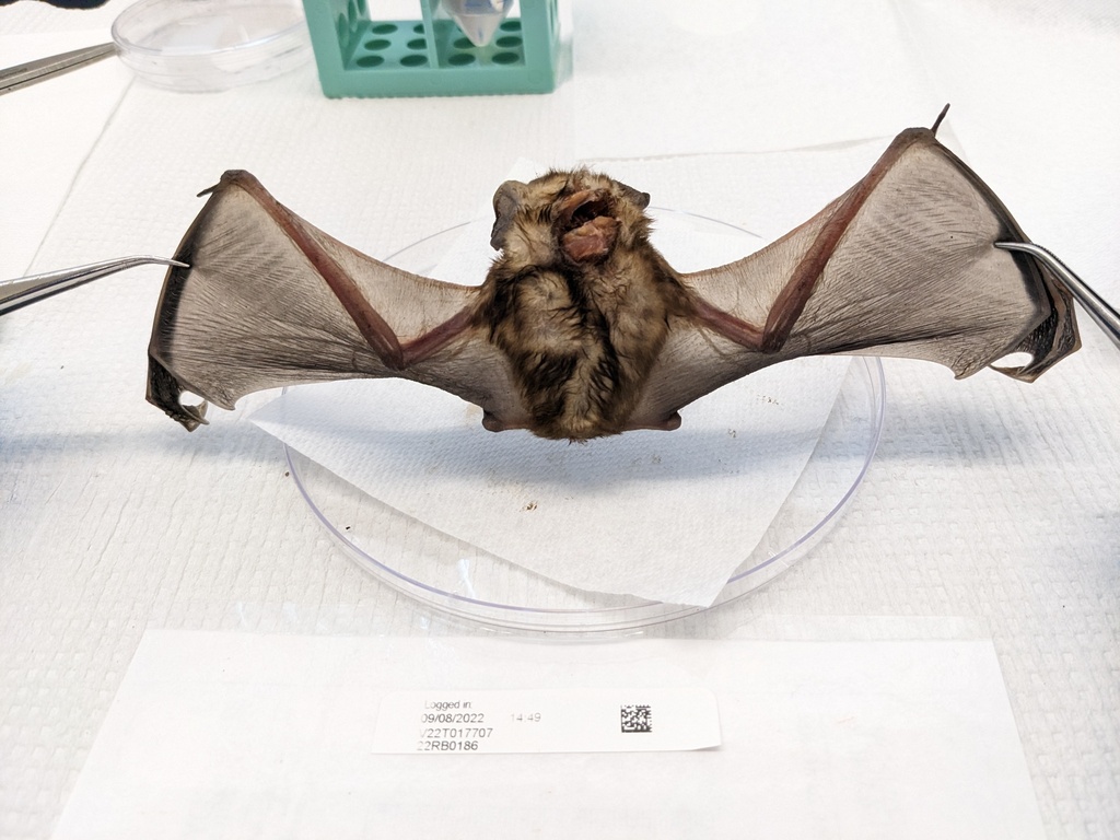 Pallid Bat from Napa County, CA on July 12, 2022 by CA Department of