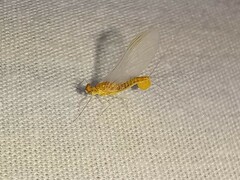 Ephemerella