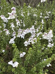 Prostanthera cuneata