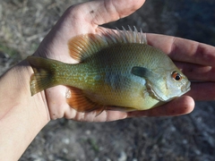 Lepomis aquilensis