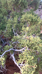 Juniperus californica