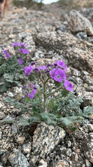 Phacelia crenulata