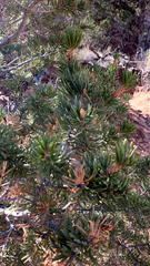 Pinus edulis