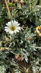 Arctotis stoechadifolia