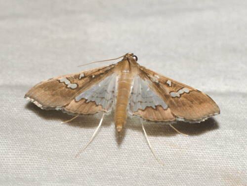 Mung Bean Moth photo 6